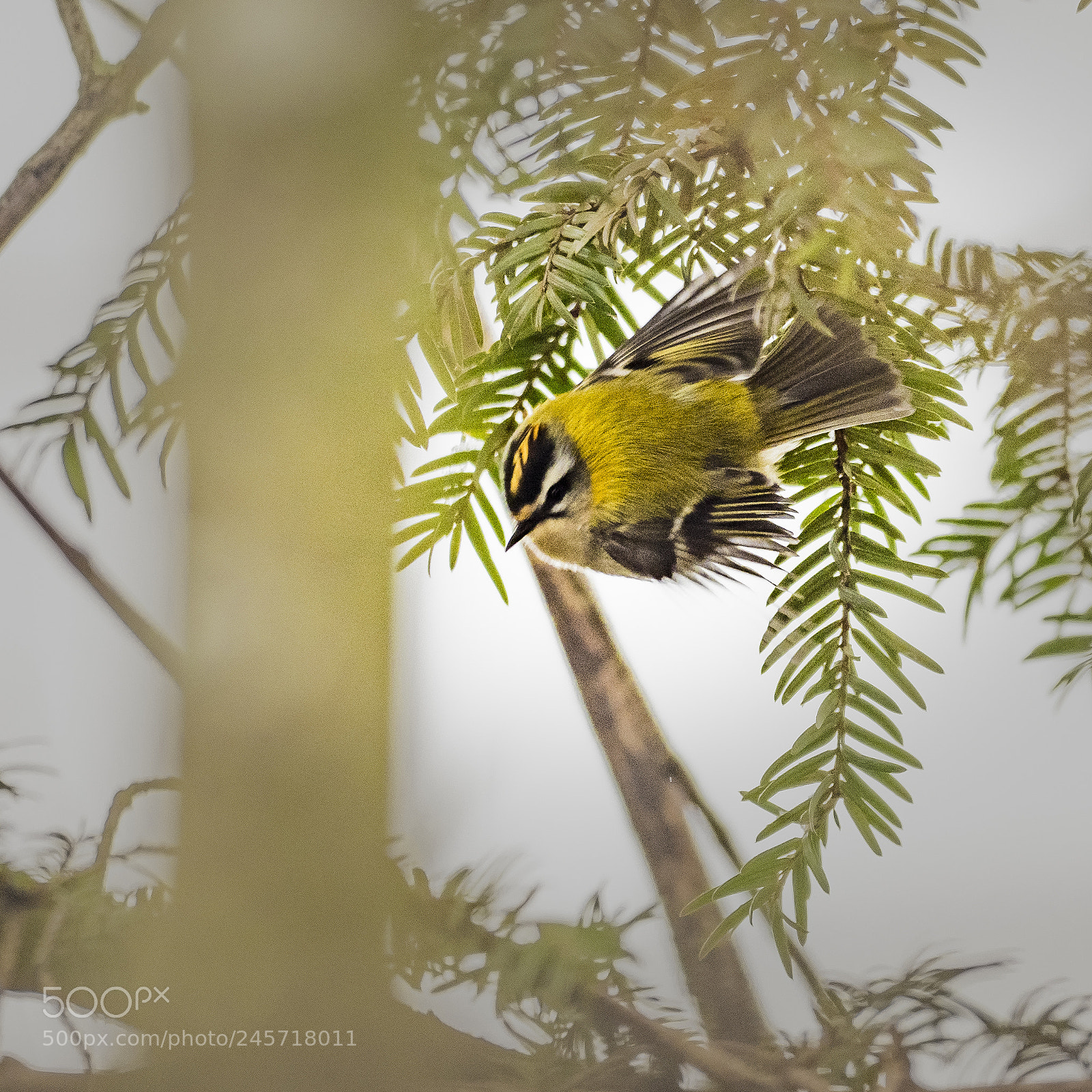 Olympus OM-D E-M1 Mark II sample photo. Yellow flash photography