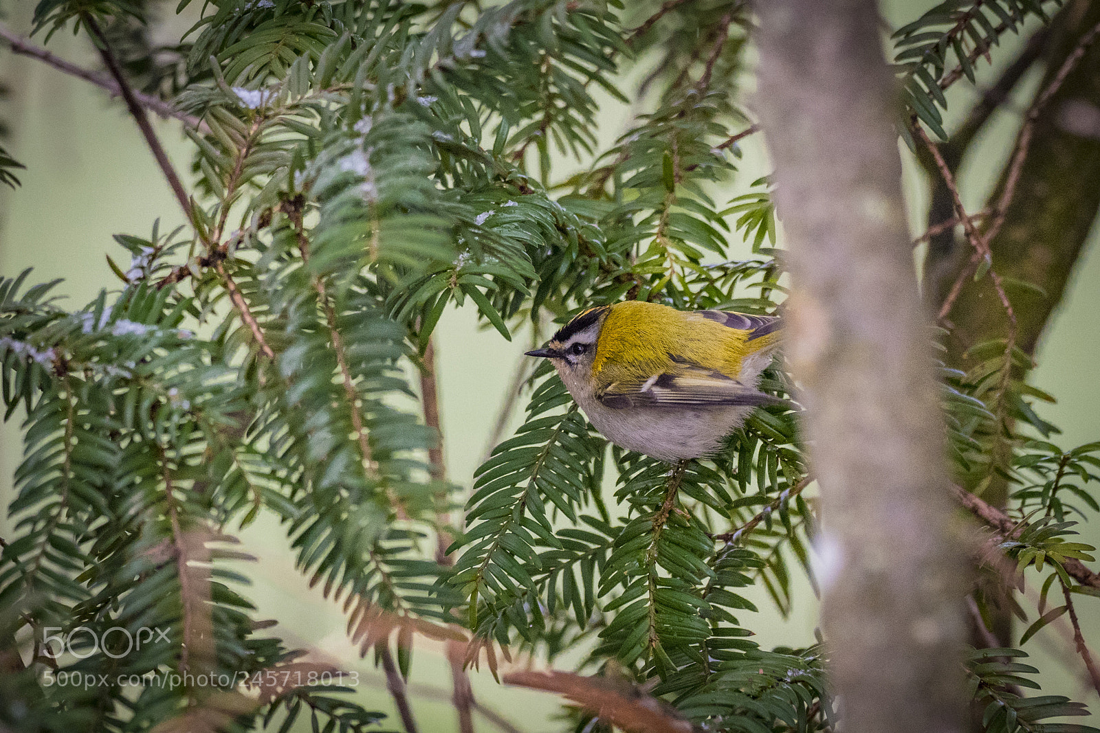 Olympus OM-D E-M1 Mark II sample photo. Common firecrest posing photography