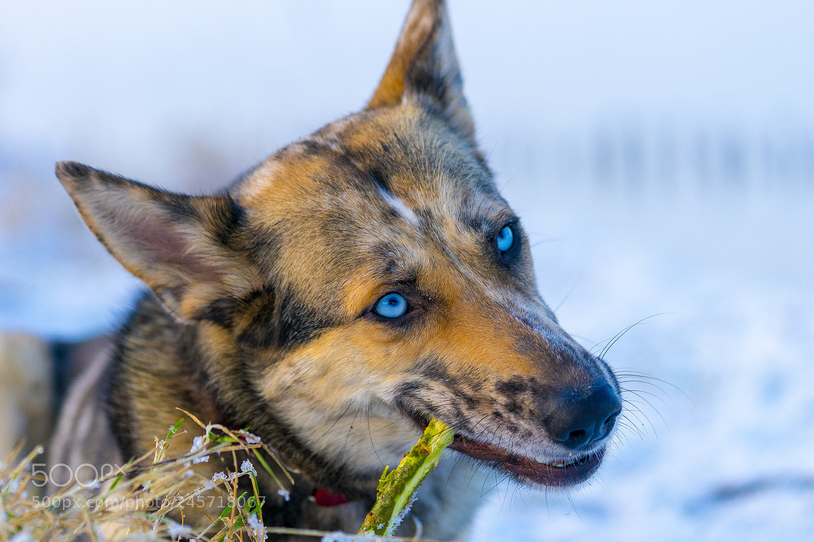 Sony a7 II sample photo. Icey eyes photography