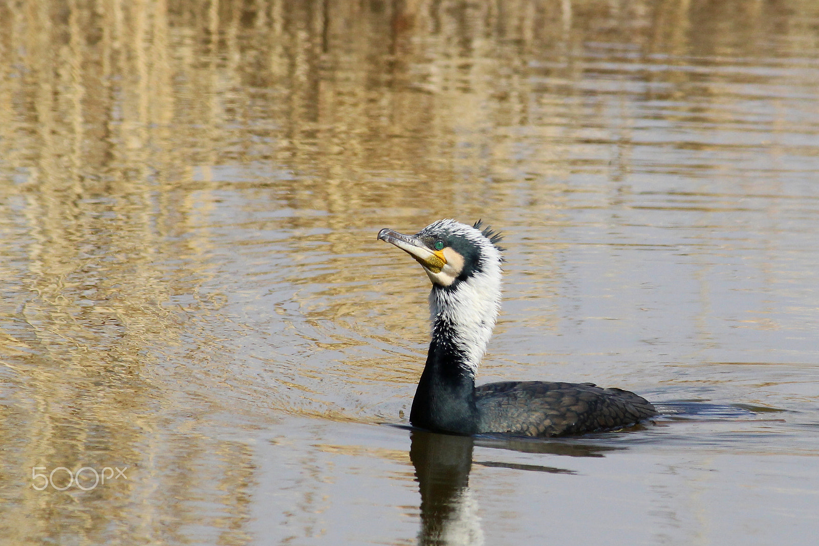Canon EOS 100D (EOS Rebel SL1 / EOS Kiss X7) sample photo. A  calm day in winter photography