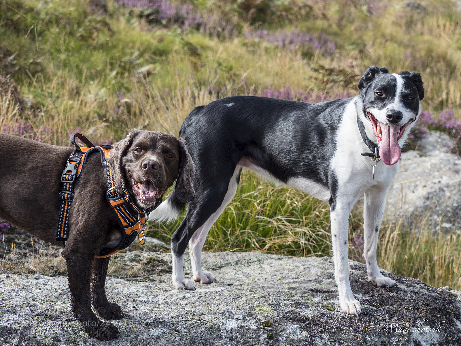 Olympus OM-D E-M1 Mark II sample photo. Lovely two photography
