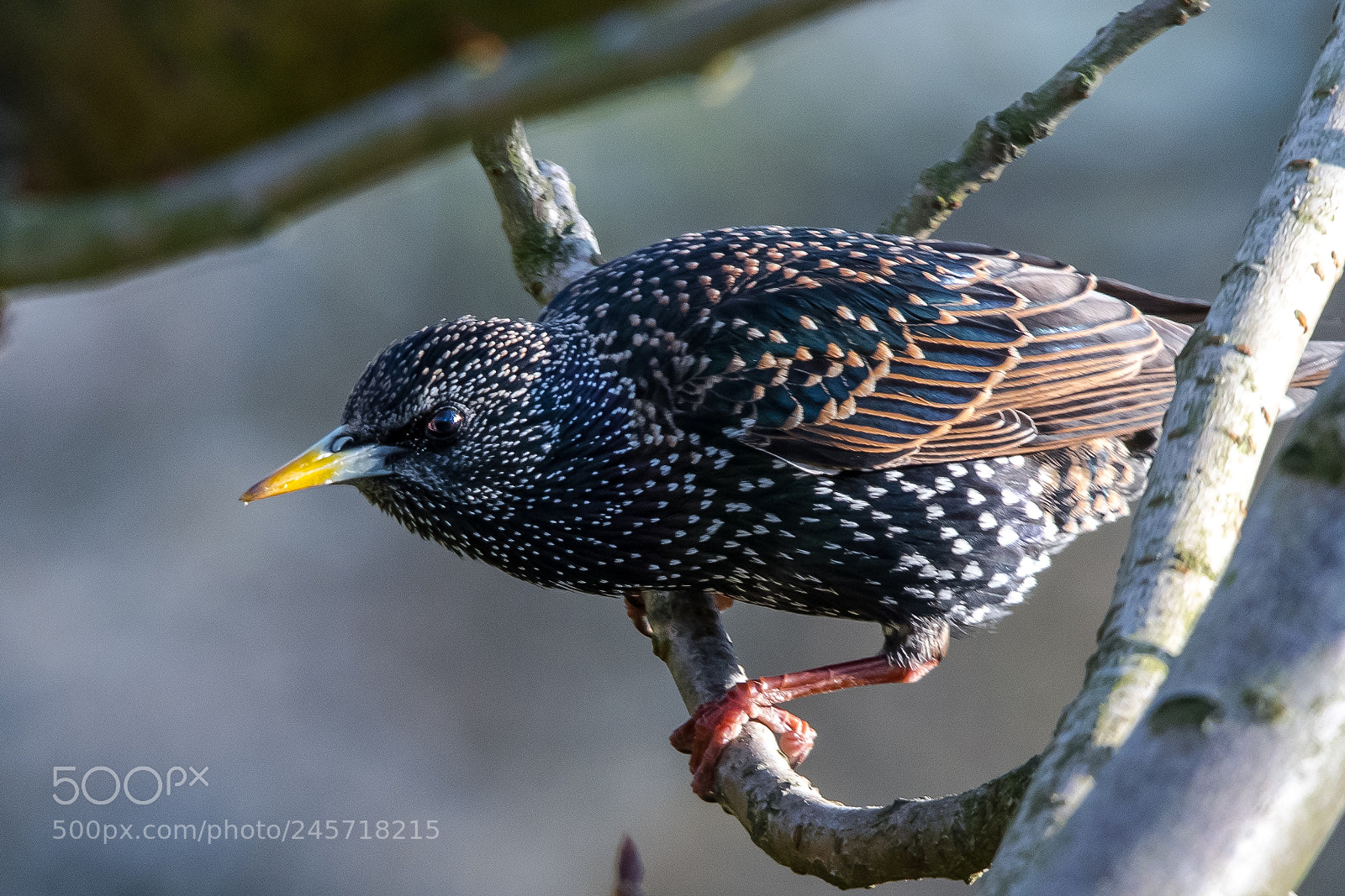 Nikon D850 sample photo. Starling predator photography