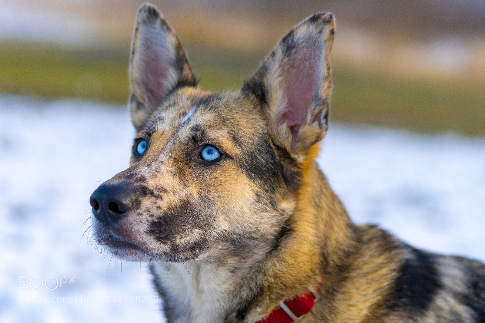Sony a7 II sample photo. Icey eyes 2 photography