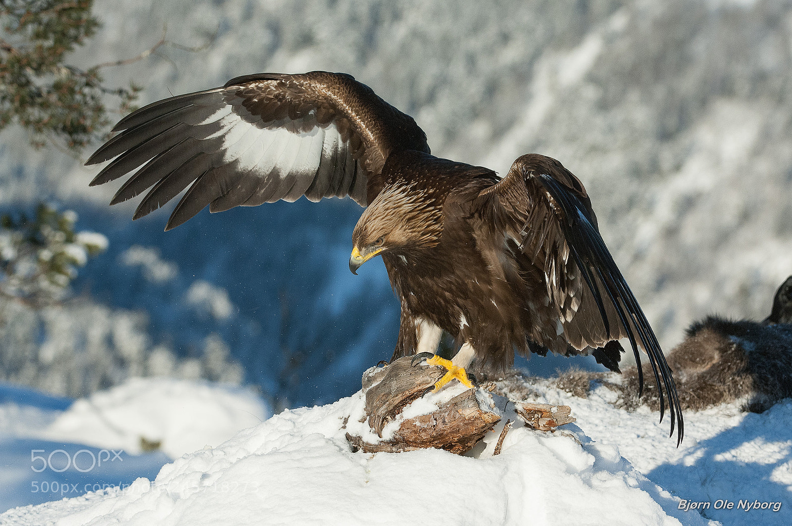 Nikon D2X sample photo. Golden eagle 1 photography