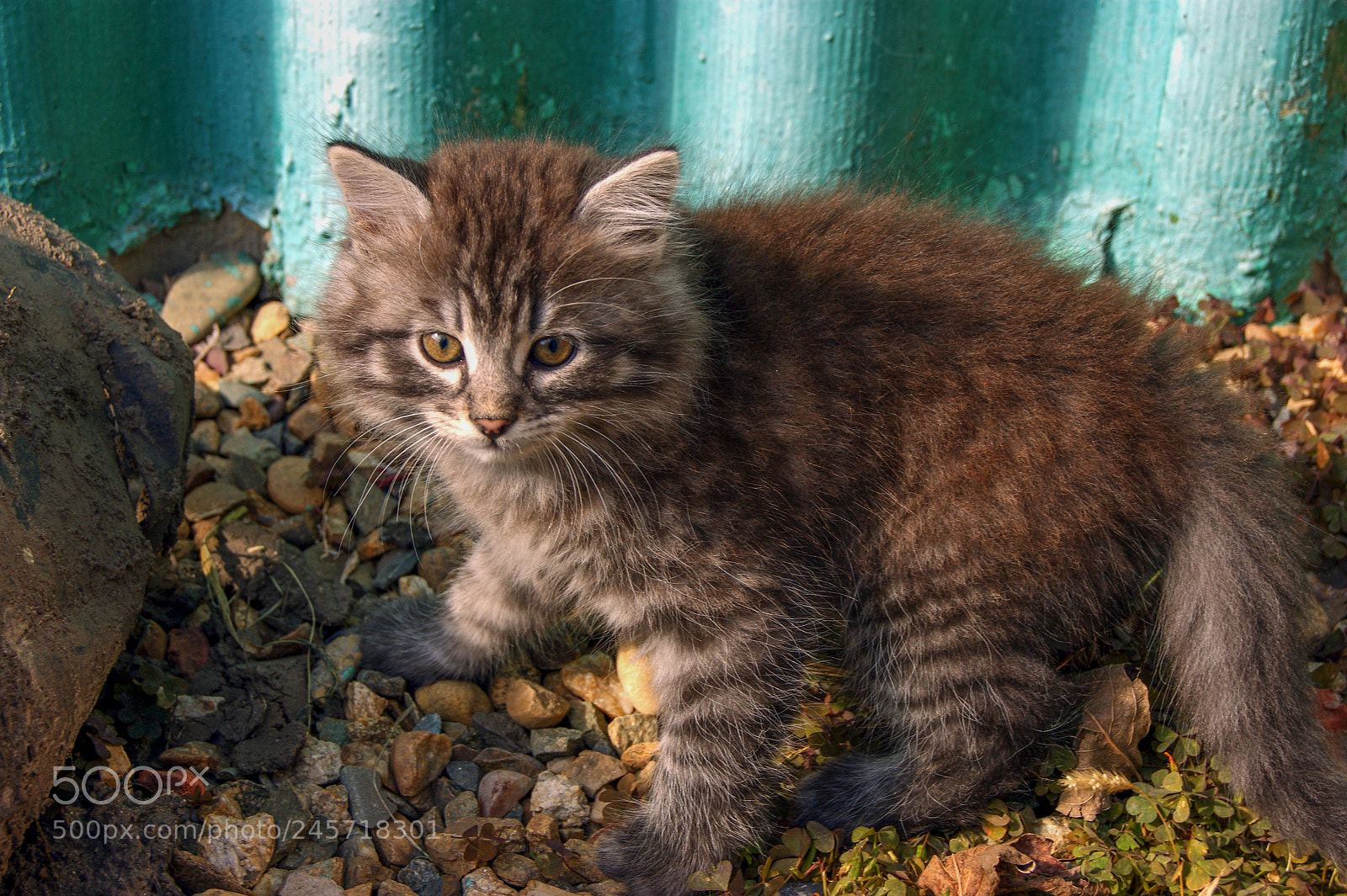 Sony Alpha DSLR-A290 sample photo. The kitten just starting photography