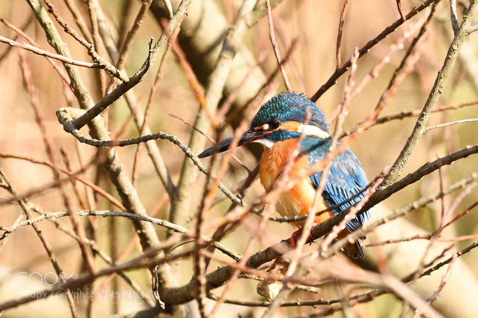Nikon D7200 sample photo. Dsc photography