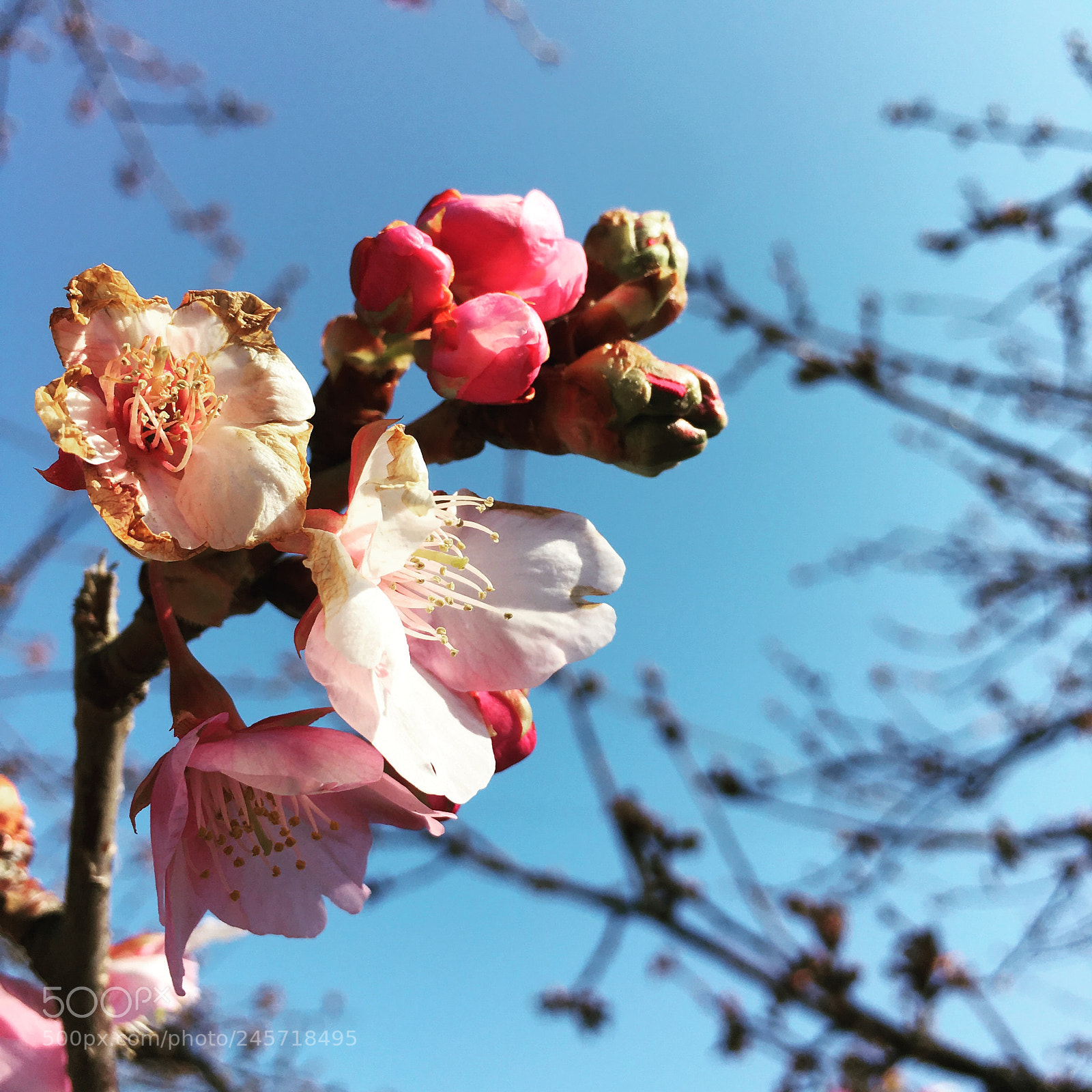 Apple iPhone 6s sample photo. Cherry blossom_sakura photography