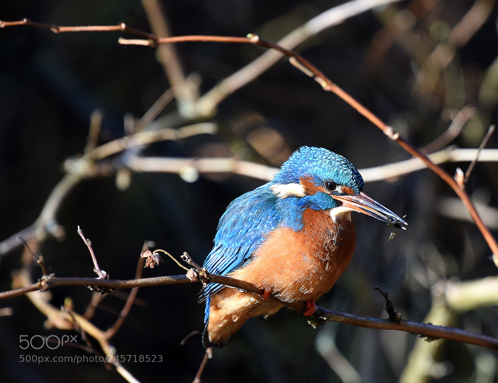 Nikon D4S sample photo. Kingfisher photography