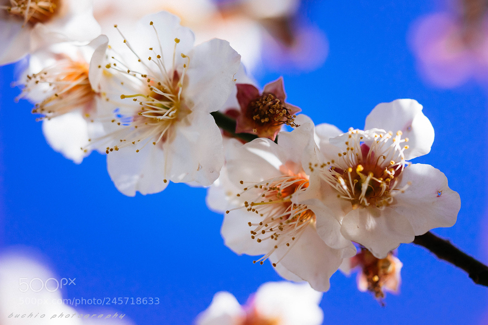 Olympus OM-D E-M1 sample photo. Japanese apricot photography