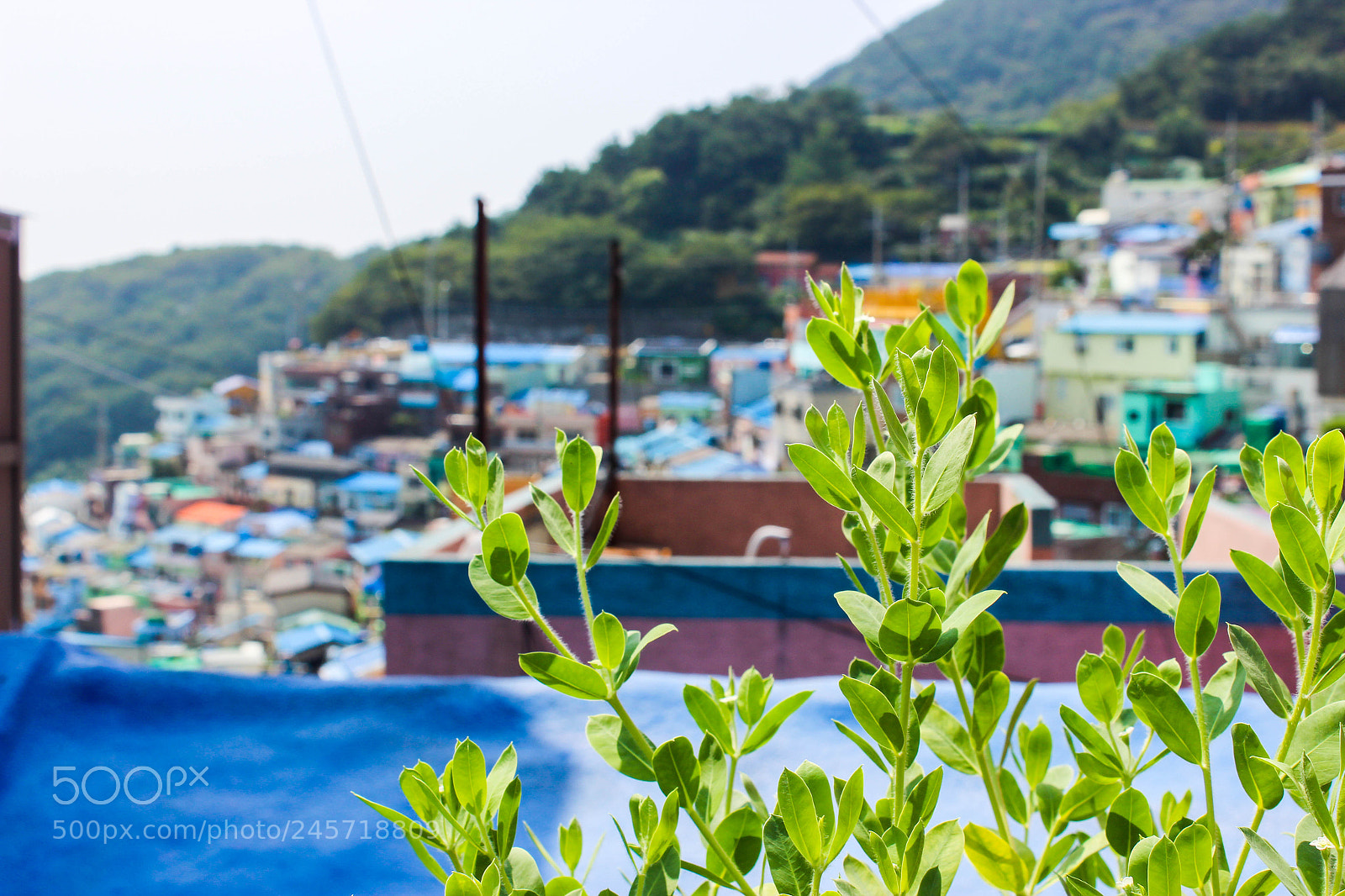 Canon EOS 600D (Rebel EOS T3i / EOS Kiss X5) sample photo. Plant in gamcheon village photography