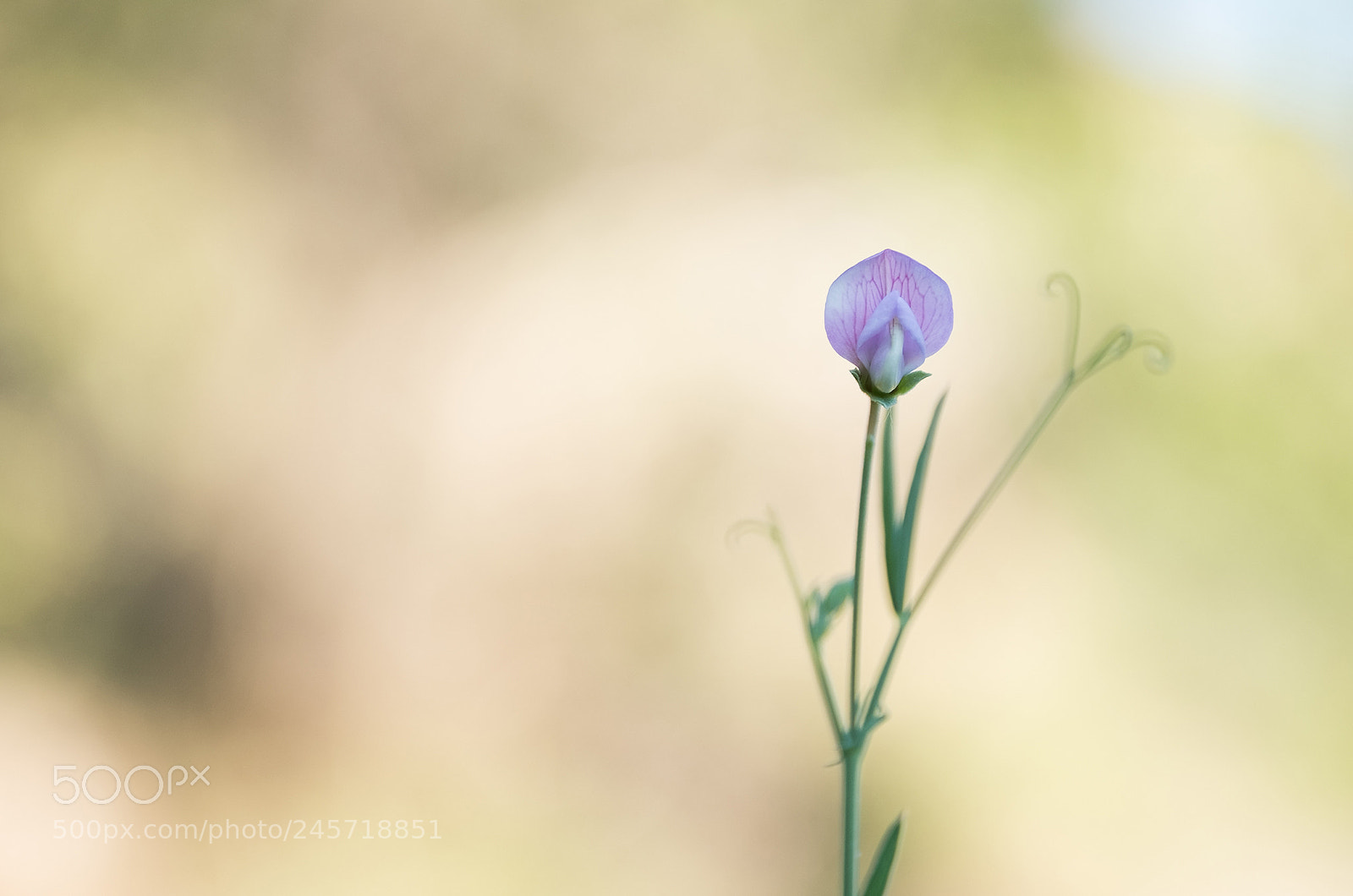 Fujifilm X-T2 sample photo. Dsf photography
