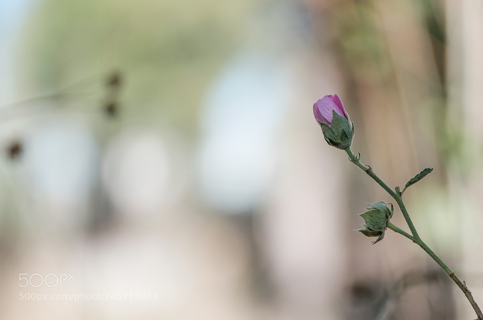 Fujifilm X-T1 sample photo. A photography