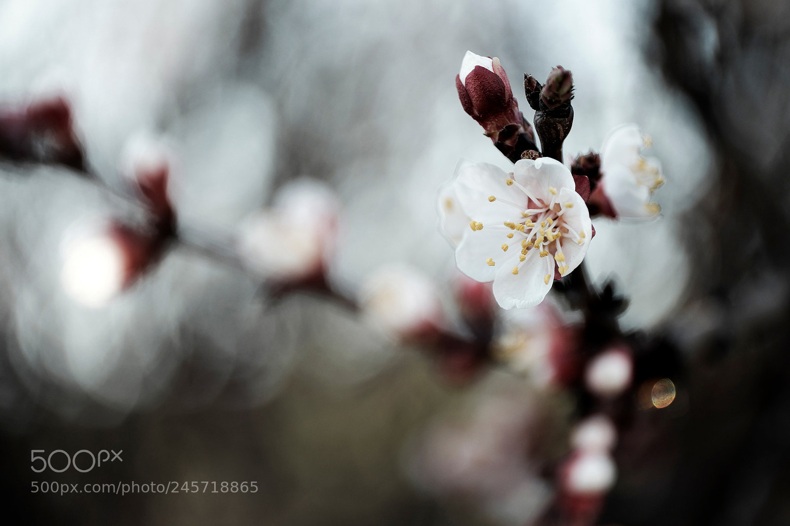 Fujifilm X-T1 sample photo. Dsf photography
