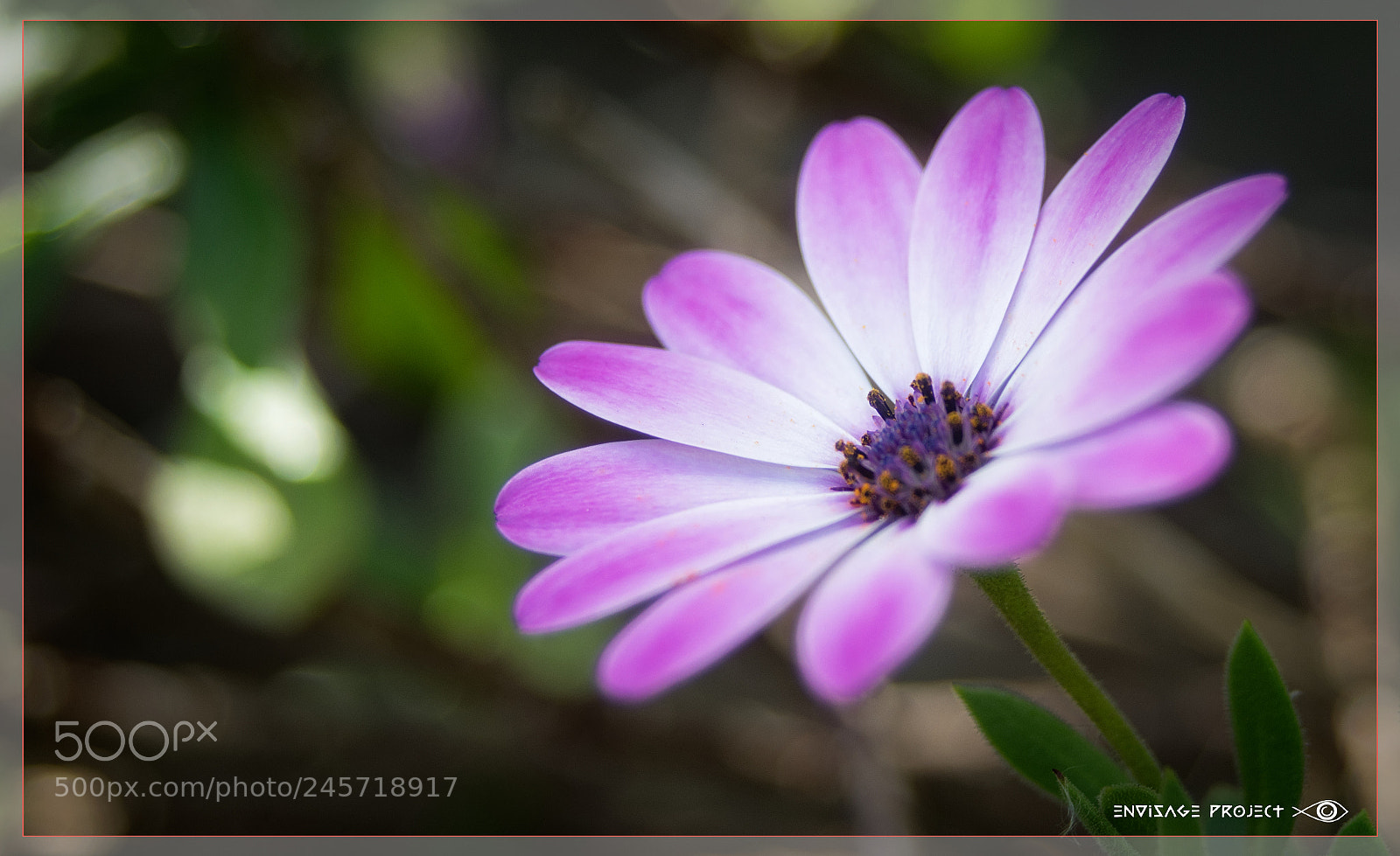 Sony a7R sample photo. Pink white daisy photography