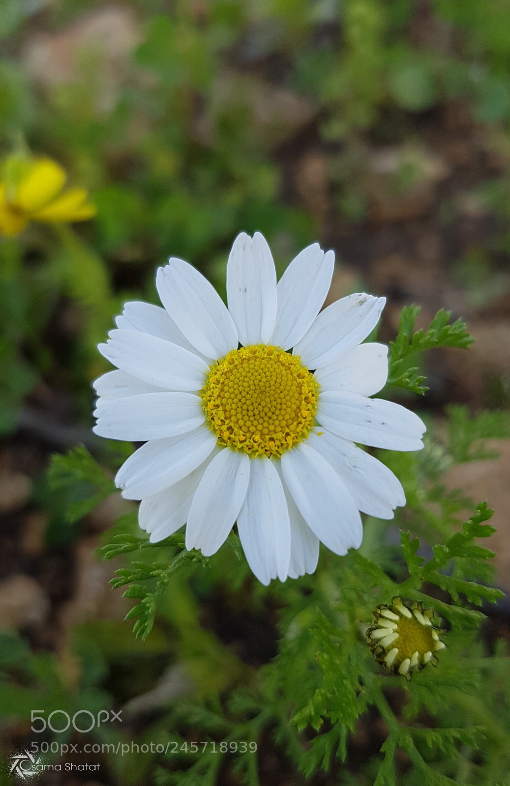 Samsung Galaxy S7 Edge sample photo. Untitled photography