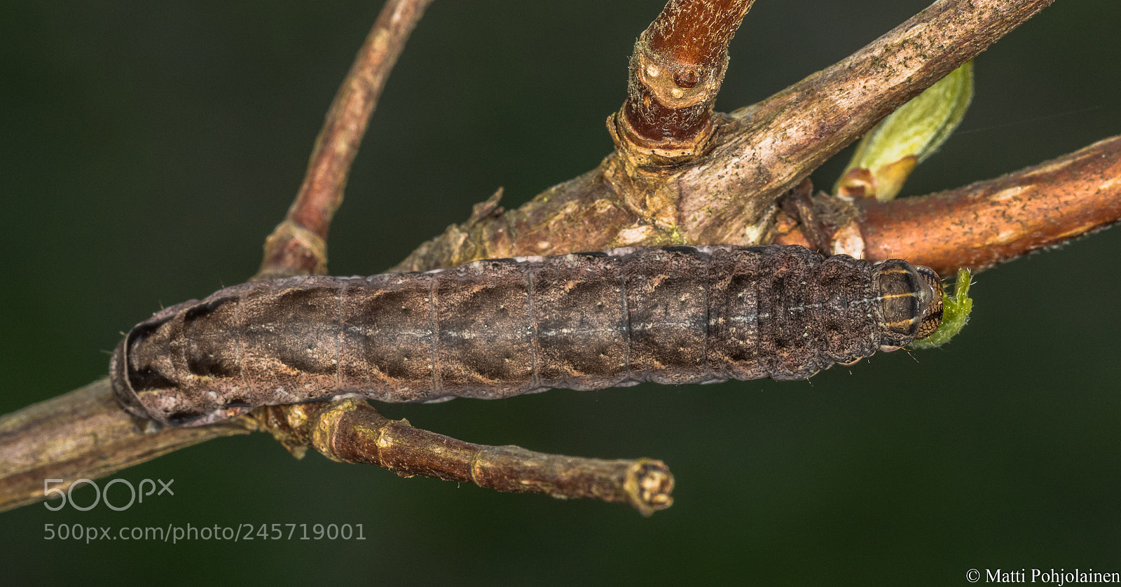 Canon EOS 7D Mark II sample photo. Caterpillar photography