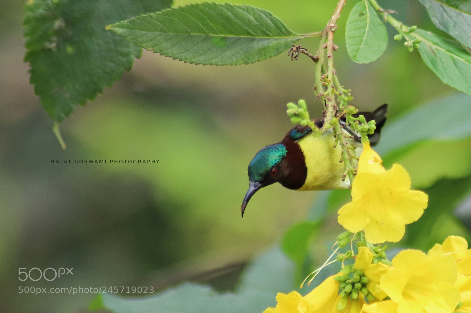 Canon EOS 6D Mark II sample photo. Hummingbird photography