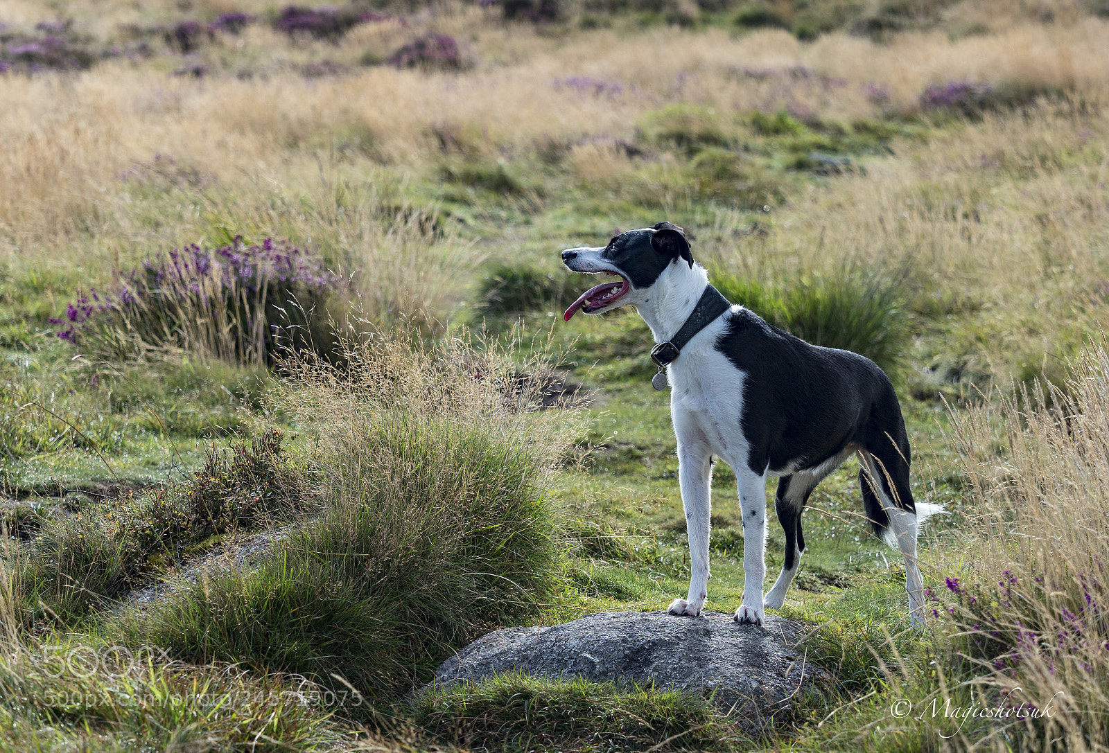 Olympus OM-D E-M1 Mark II sample photo. Maizy photography