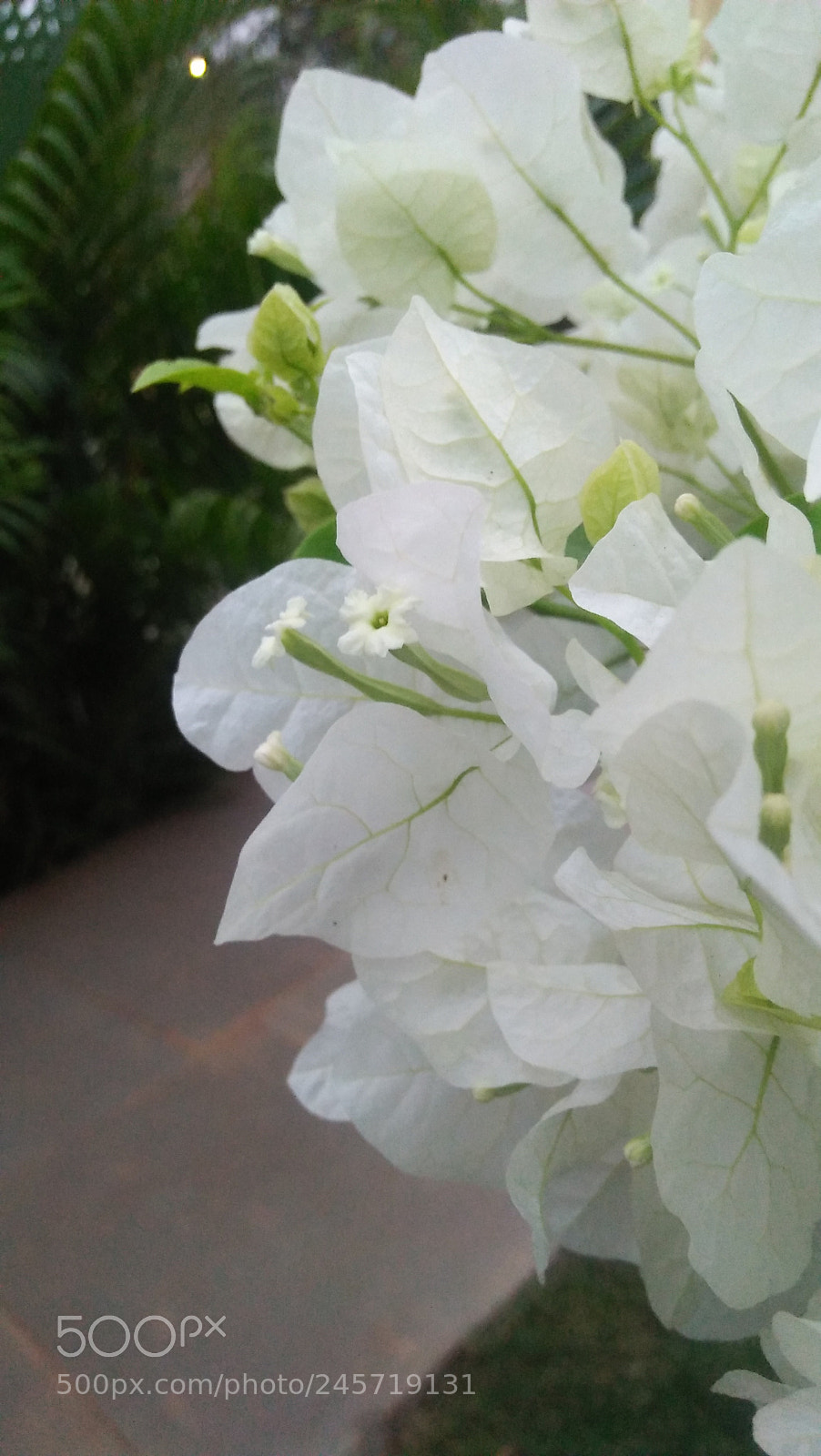 OPPO A37fw-International sample photo. Untitled photography