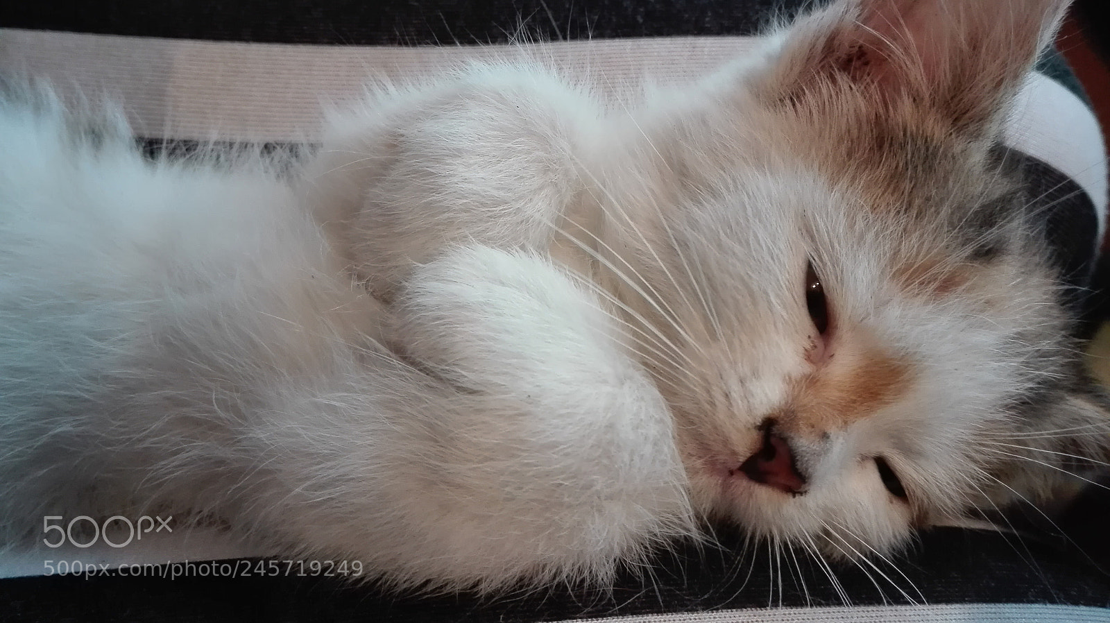 HUAWEI P8 Lite sample photo. Untitled photography
