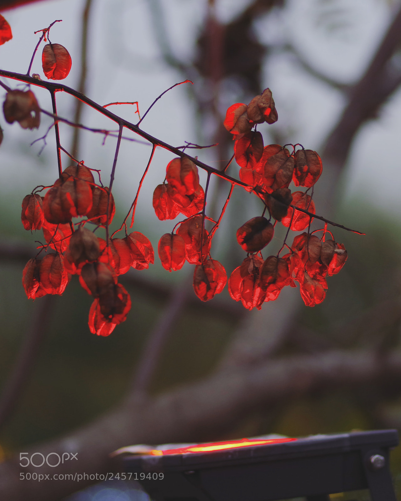 Pentax K-1 sample photo. My year my life photography