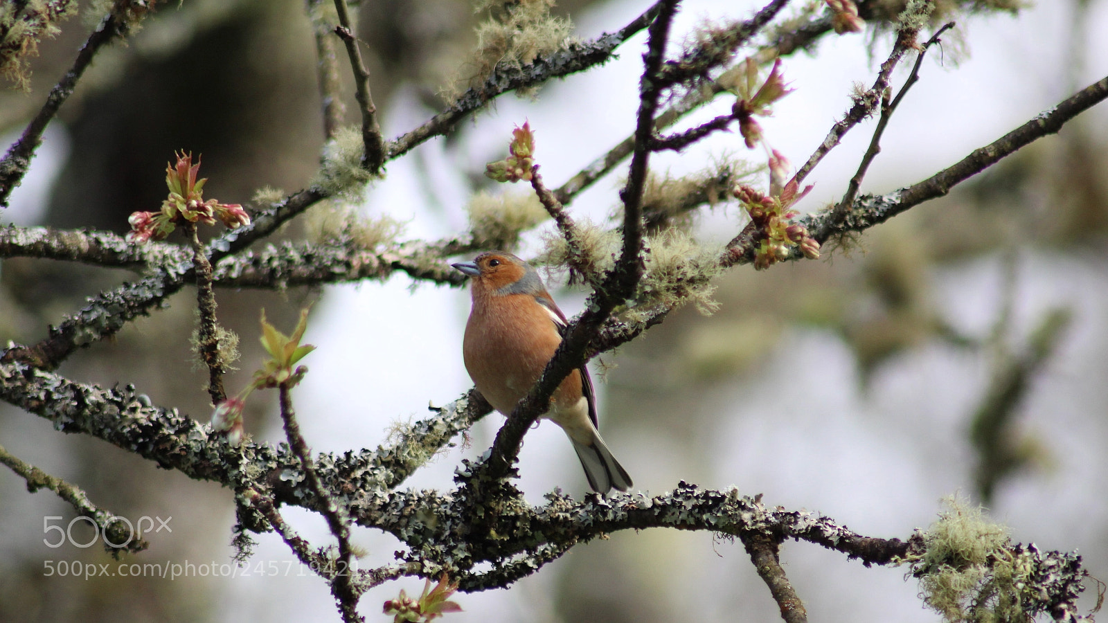 Canon EOS 1300D (EOS Rebel T6 / EOS Kiss X80) sample photo. Chaffinch in a tree photography