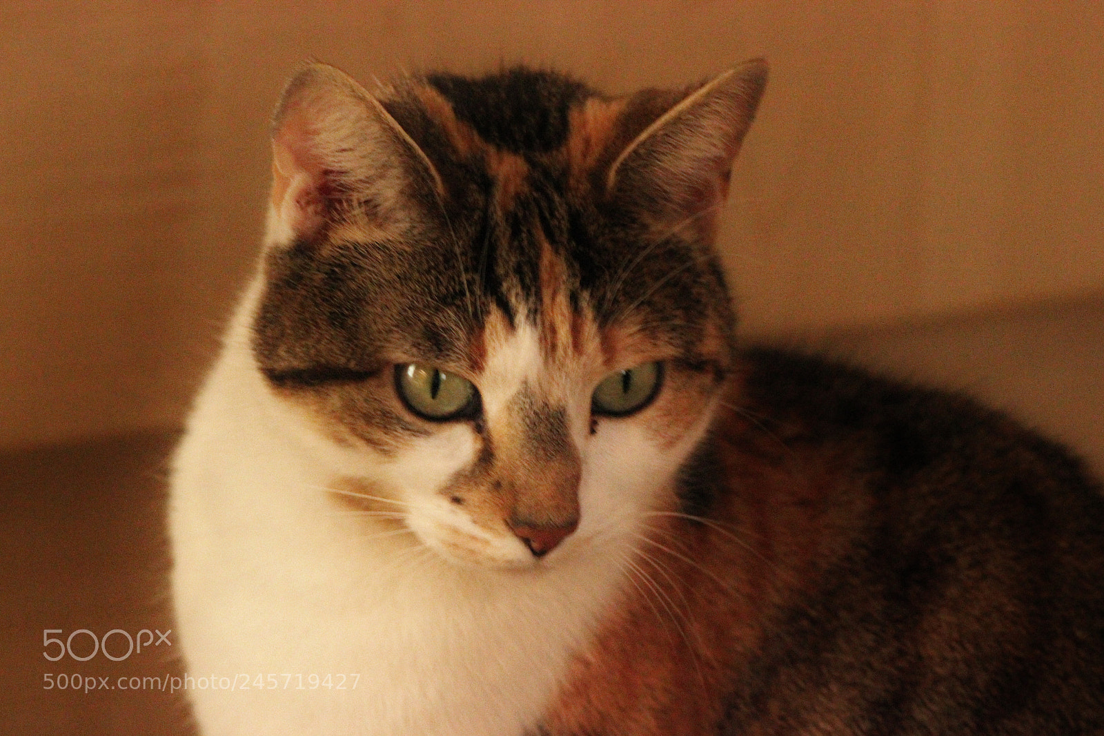 Canon EOS 550D (EOS Rebel T2i / EOS Kiss X4) sample photo. Waiting photography