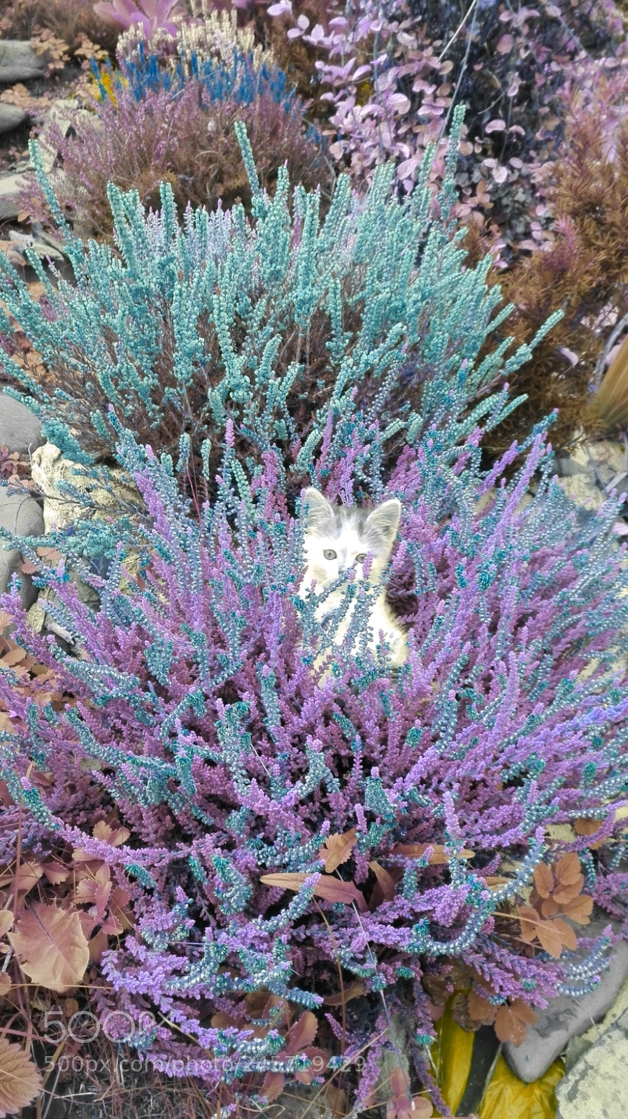 HUAWEI P8 Lite sample photo. Untitled photography