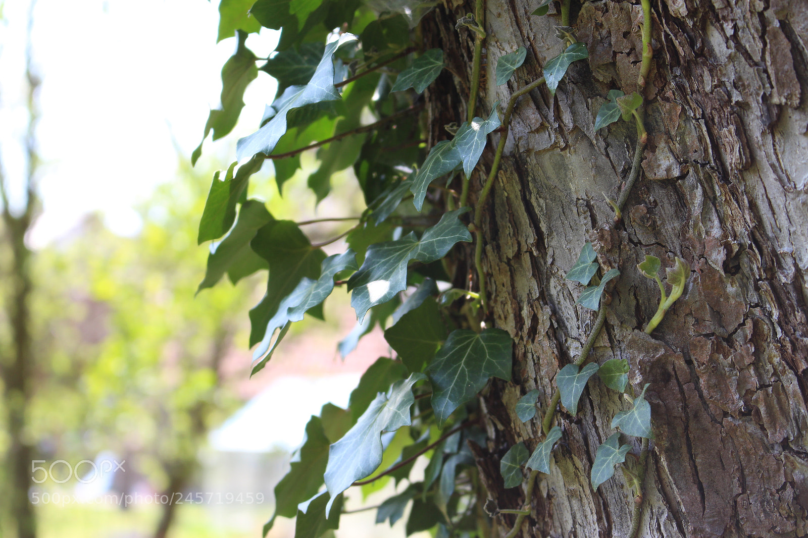 Canon EOS 700D (EOS Rebel T5i / EOS Kiss X7i) sample photo. Untitled photography