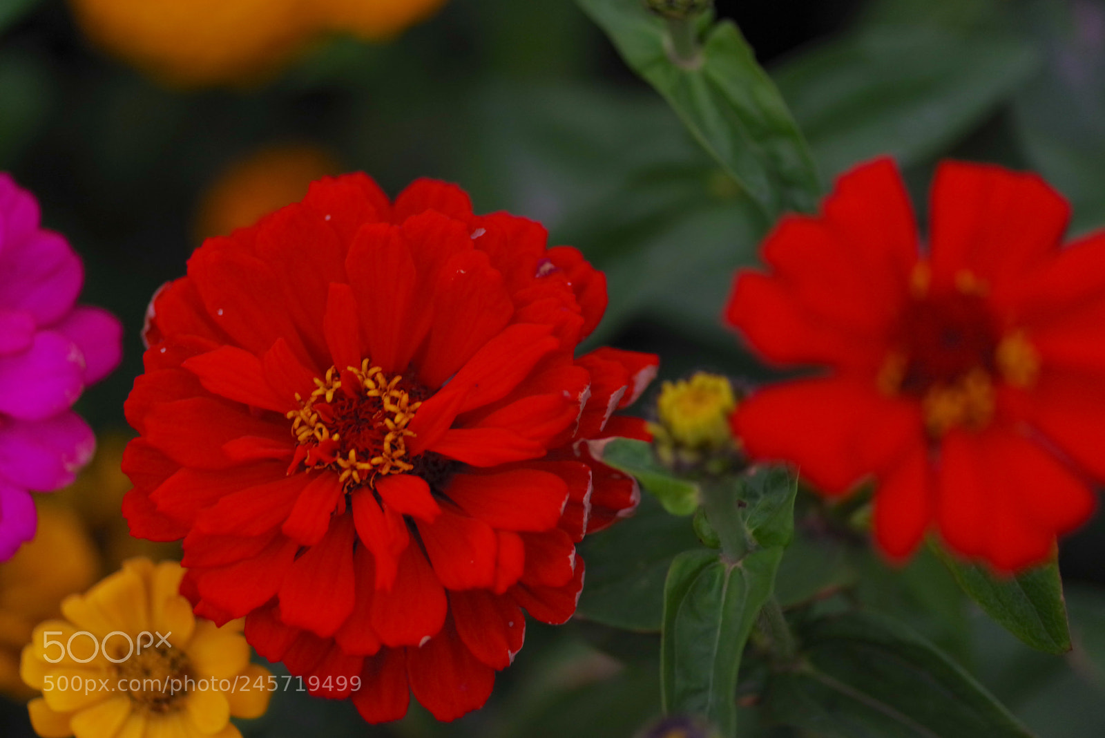 Pentax K-1 sample photo. My year my life photography