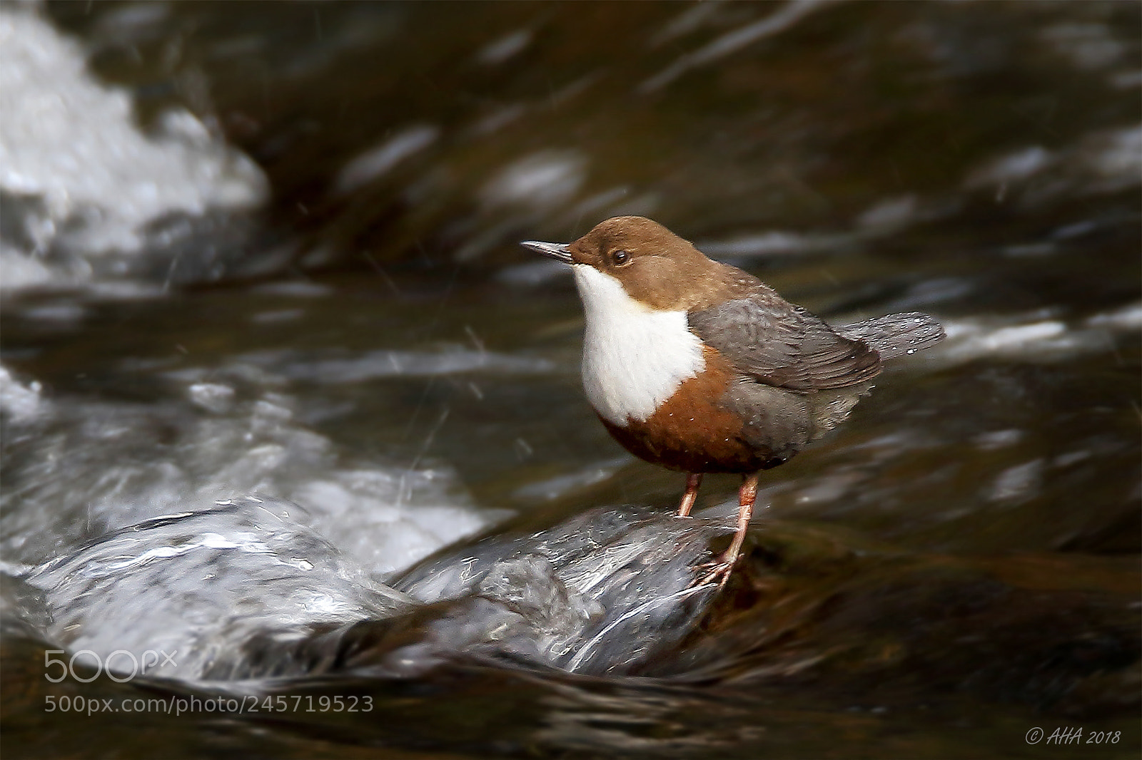 Canon EOS 7D Mark II sample photo. White throated dipper photography