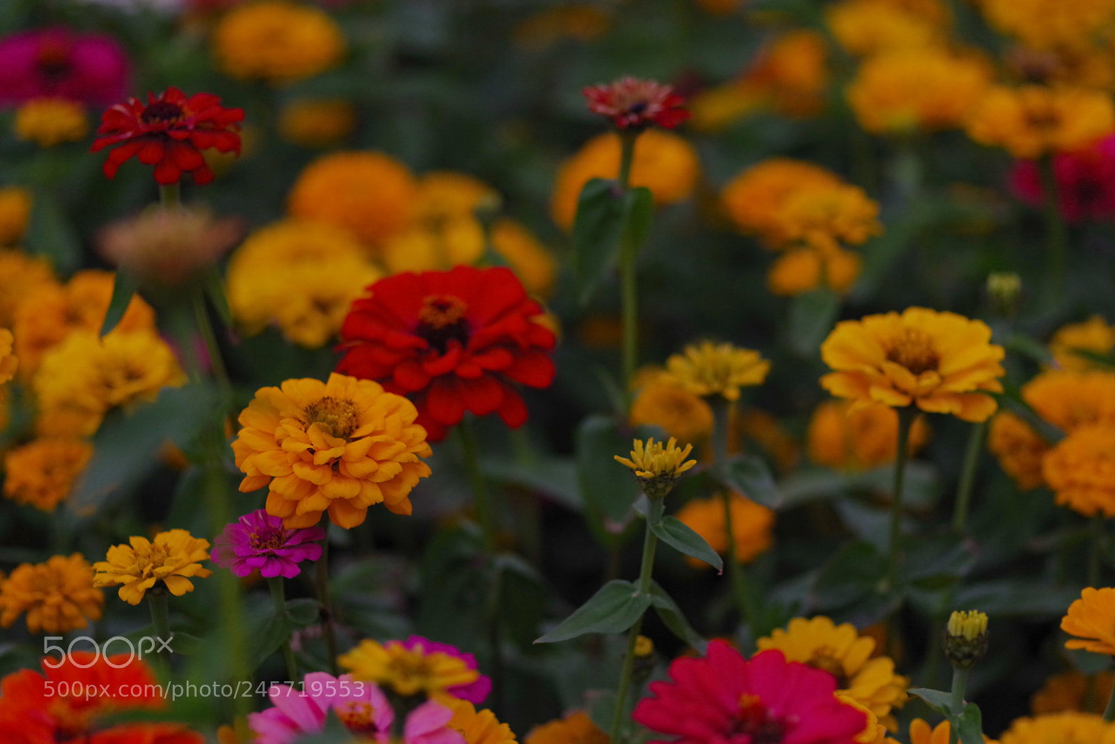 Pentax K-1 sample photo. My year my life photography