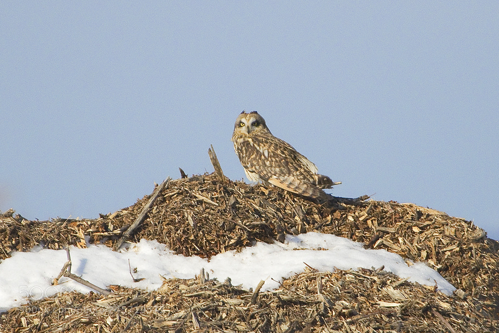 Canon EOS 7D Mark II sample photo. Short eared owl, connecticut, 2018 photography