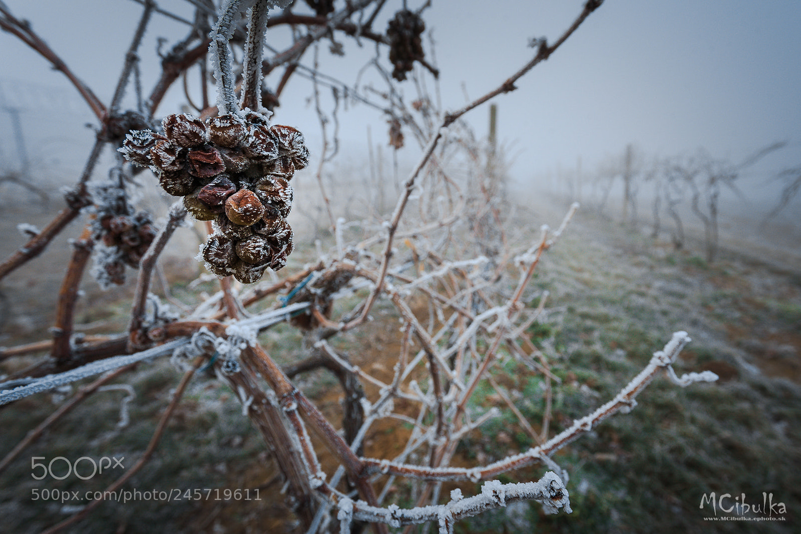 Canon EOS 6D sample photo. Frozen vineyard photography