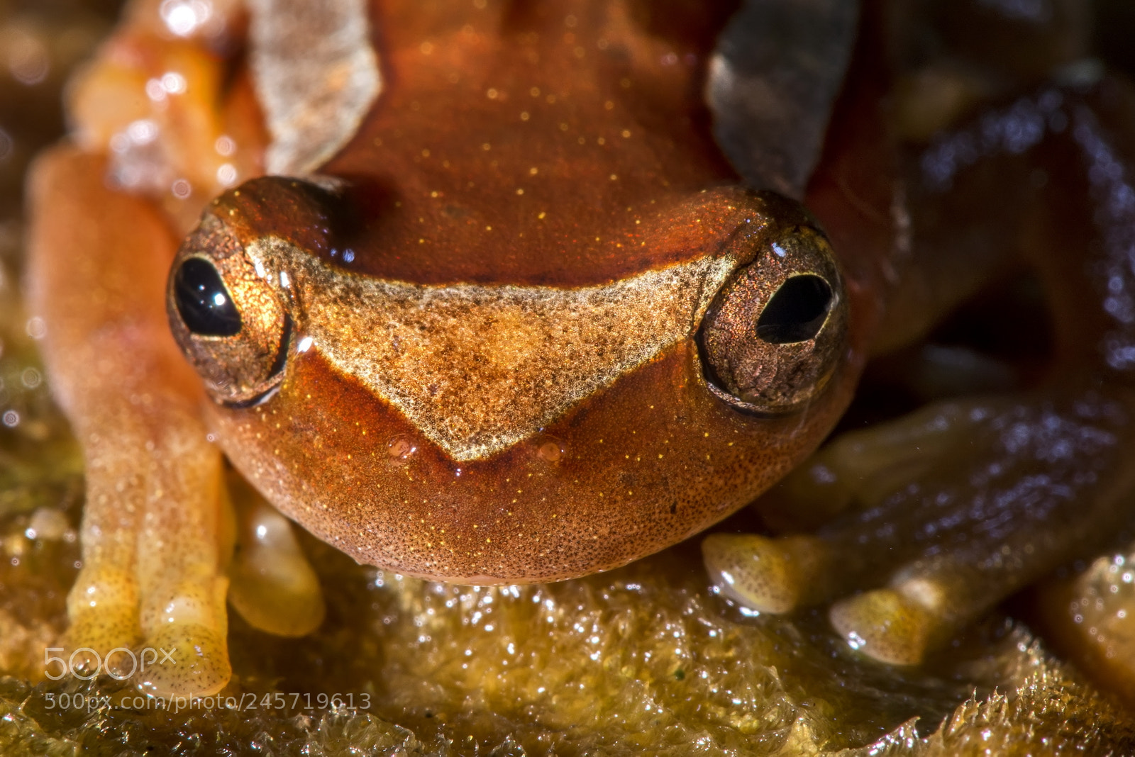 Nikon D800 sample photo. Perereca-de-moldura (dendropsophus elegans) photography