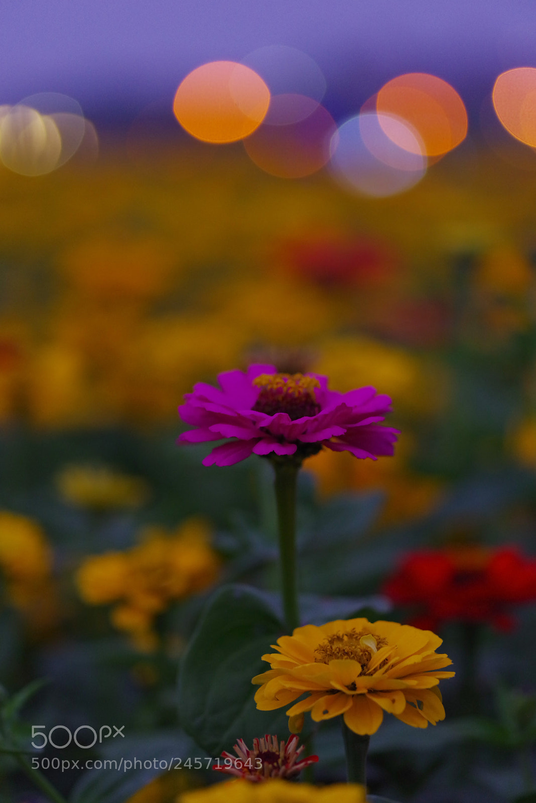 Pentax K-1 sample photo. The view from my photography