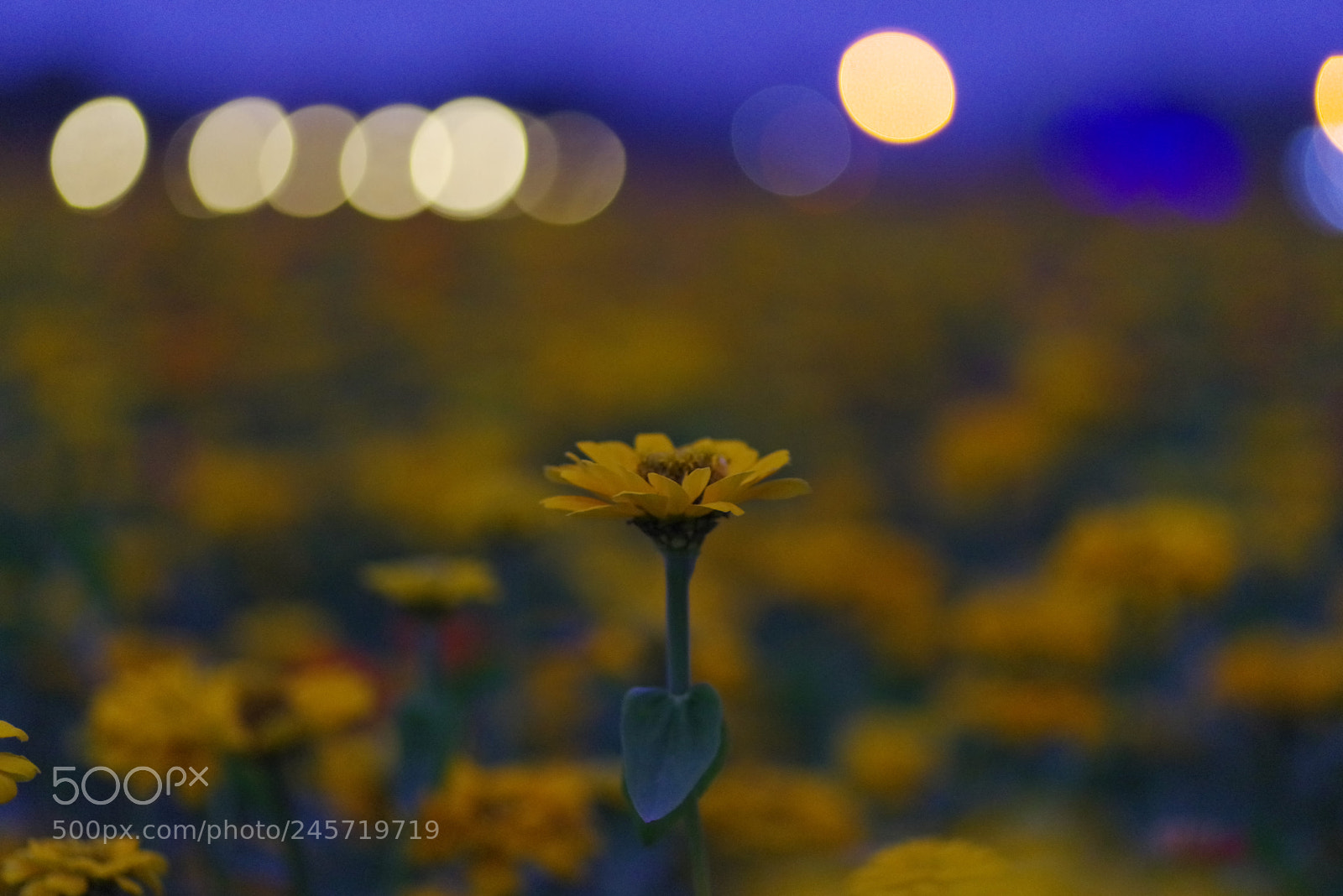 Pentax K-1 sample photo. My year my life photography