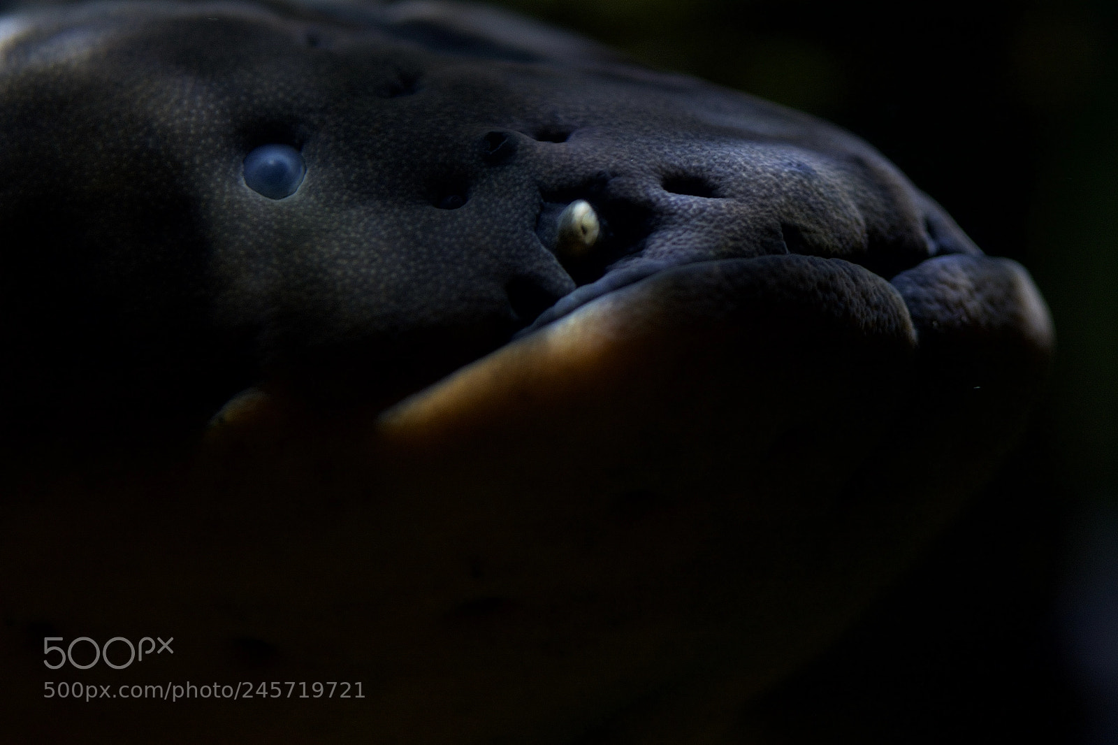 Nikon D7100 sample photo. Eel closeup photography