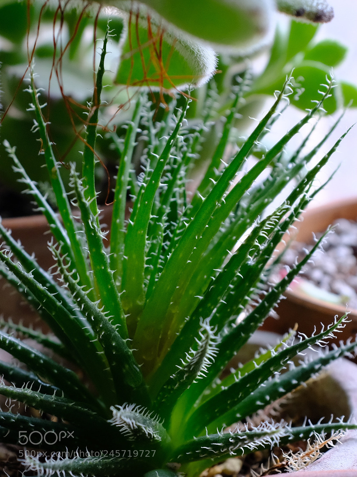 Fujifilm X100F sample photo. Untitled photography