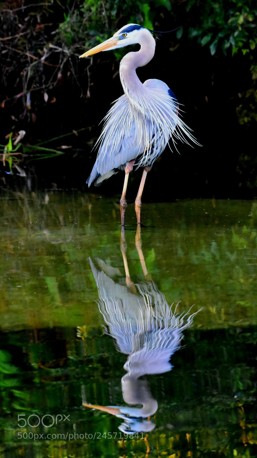 Nikon D7200 sample photo. Heron 22 - pretty boy photography