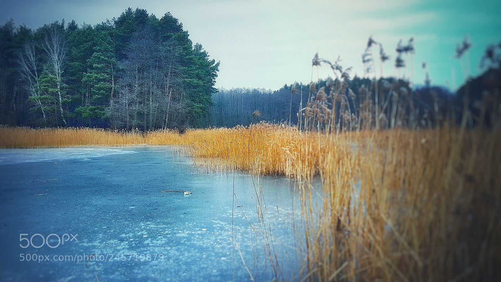 Samsung Galaxy S8+ sample photo. The pond photography