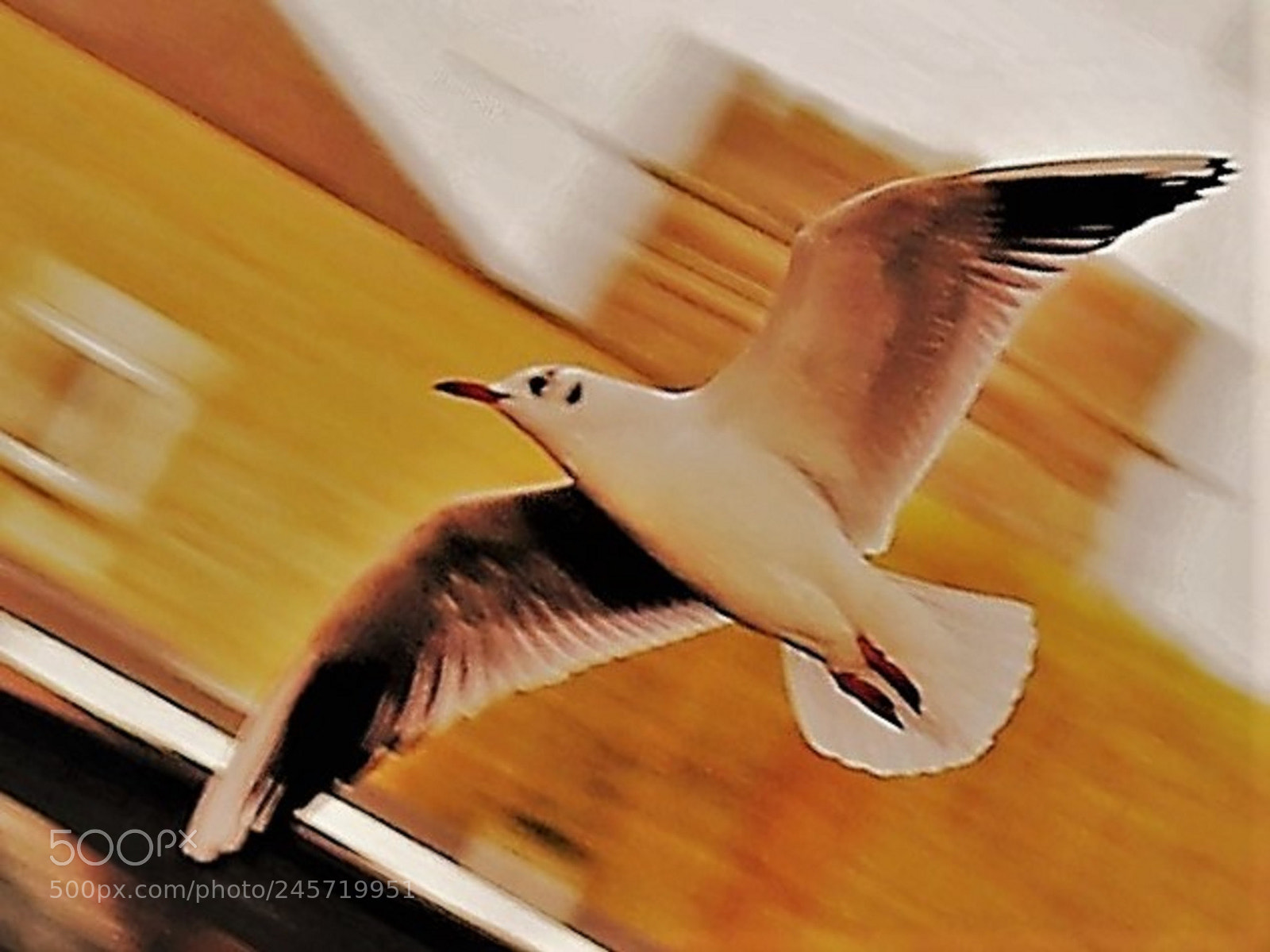 Canon EOS 700D (EOS Rebel T5i / EOS Kiss X7i) sample photo. Seagull photography