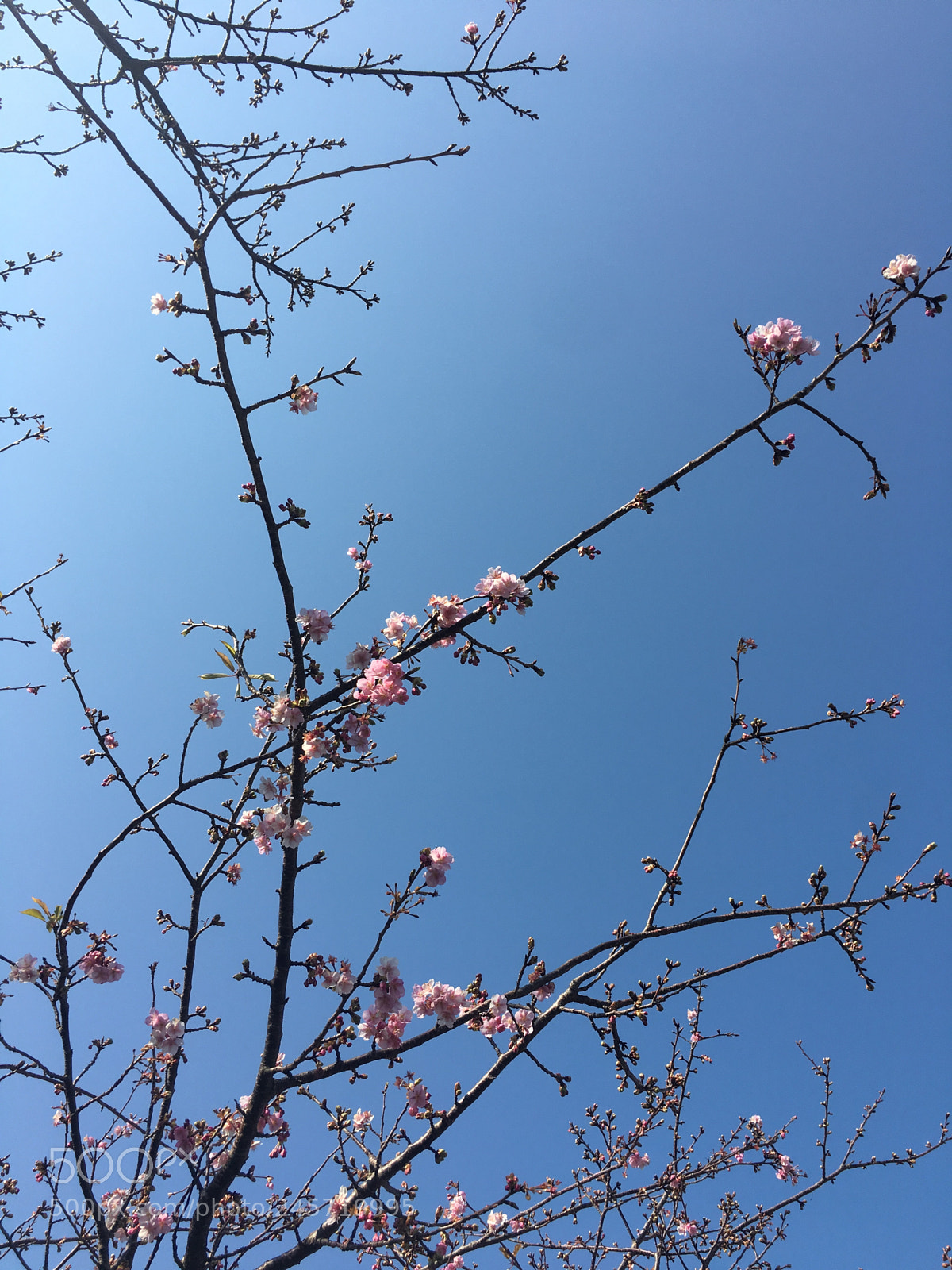 Apple iPhone 6s sample photo. Cherry blossom_sakura photography