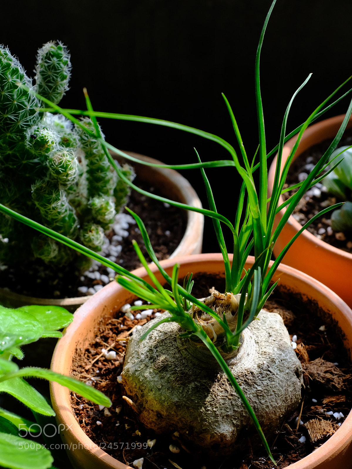 Fujifilm X100F sample photo. Untitled photography