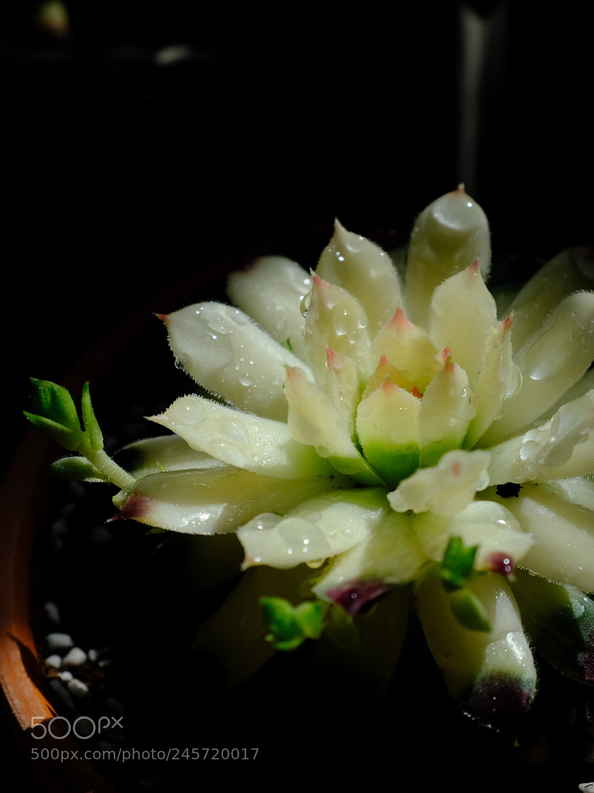 Fujifilm X100F sample photo. Untitled photography