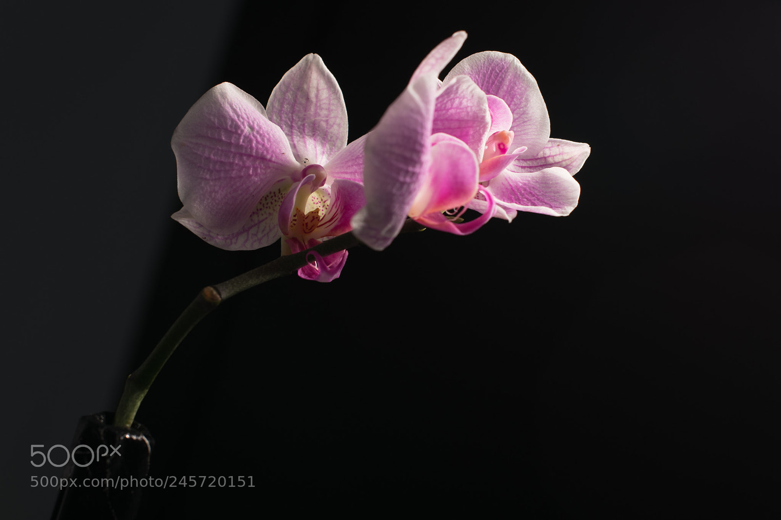 Nikon D850 sample photo. Flower photography