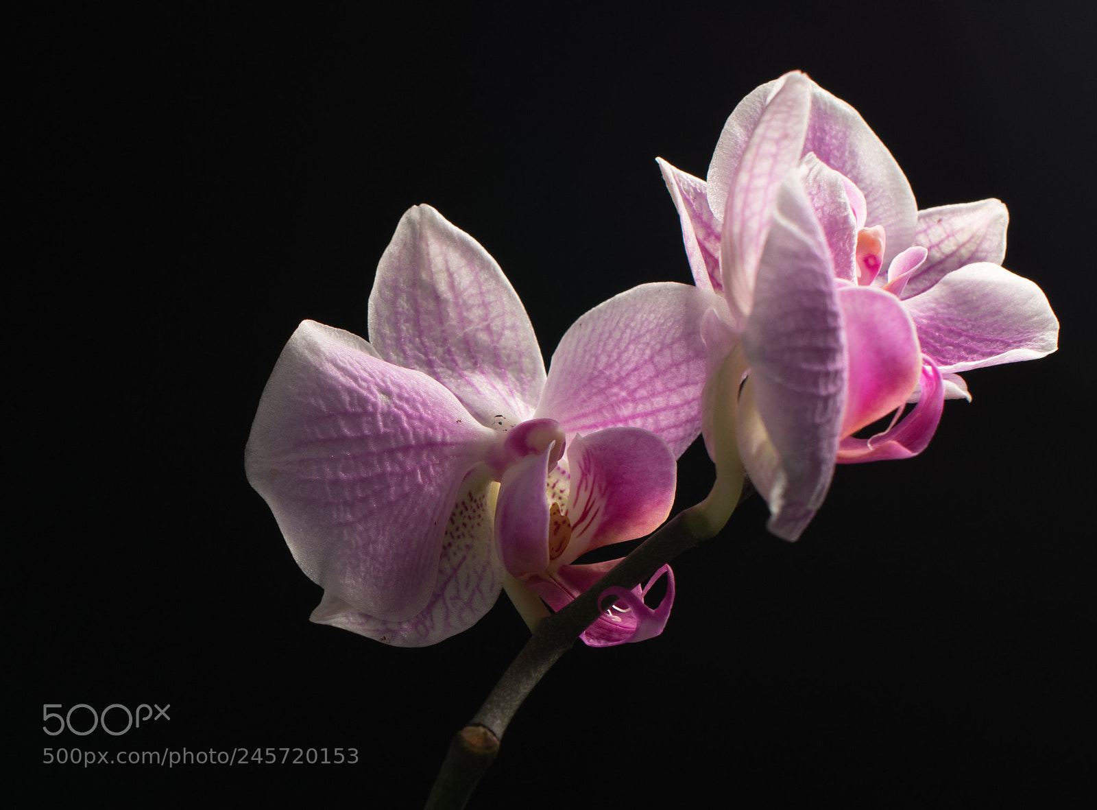 Nikon D850 sample photo. Flower photography
