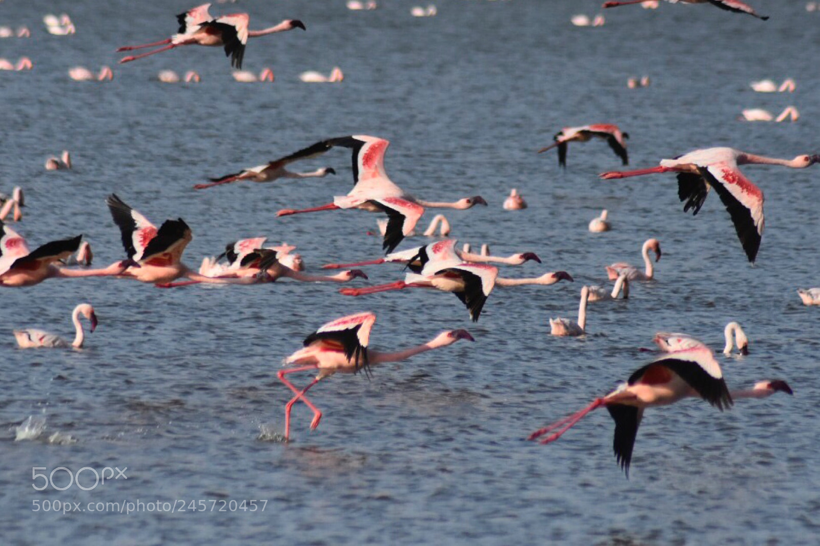 Nikon D7200 sample photo. Beautiful flamingo photography