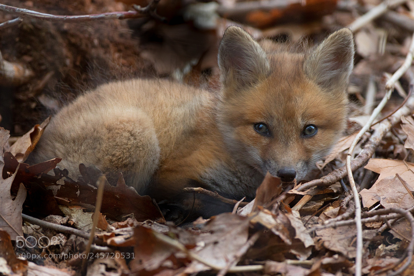 Canon EOS 7D Mark II sample photo. Fox cub leaf bed photography