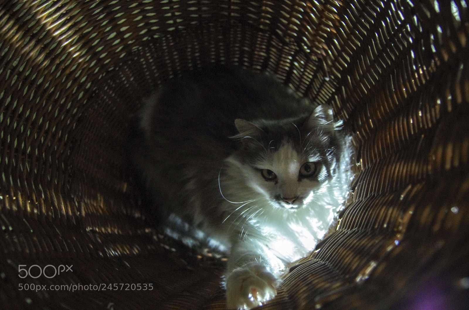 Pentax K-5 sample photo. Untitled photography